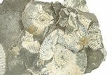 Jurassic Ammonite (Kosmoceras) Fossil - Gloucestershire, England #279556-1